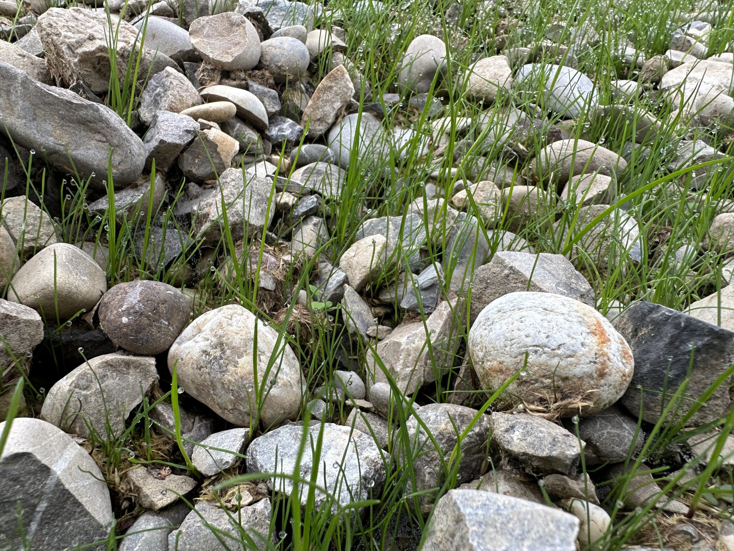 Biopolymer-Based Systems — Proprietary Formulations for Soil Protection and Vegetation Engineering